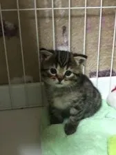 スコティッシュフォールド(折れ耳)【千葉県・女の子・2020年11月5日・ブラウンタビー】の写真4「ぷっくりしてもふもふです(*^▽^*)」