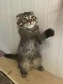 スコティッシュフォールド(折れ耳)【千葉県・男の子・2022年5月6日・キジトラ】の写真4「猫パーンチ！」