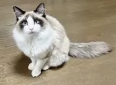 ラグドール【千葉県・男の子・2024年5月14日・シールポイントバイカラー♡】の写真5「同じ親猫の猫さんです同じにはなりませんが毛質やふわふわ度等ご検討ください」