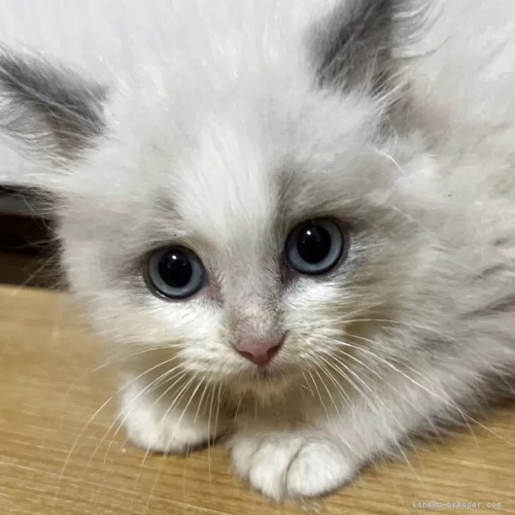 ID：2508-00857の子猫