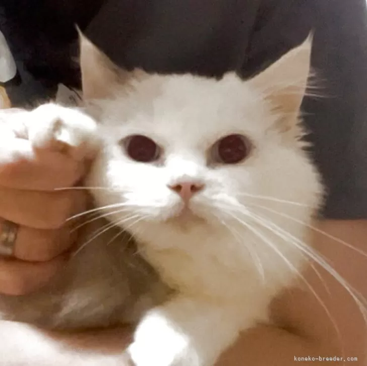 ラグドール【千葉県・女の子・2025年7月4日・シールポイントバイカラー※ブルーカラー寄り】の写真1「お顔の白が多めのレアラグドール🐱お耳のピンク🩷が可愛い🩷🩷」