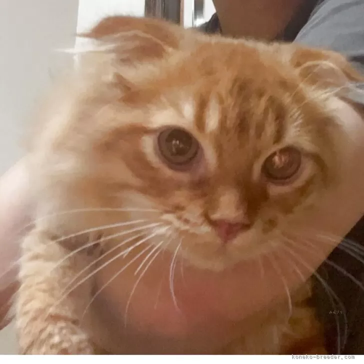 スコティッシュフォールド(折れ耳)【千葉県・男の子・2025年5月27日・レッドタビー茶トラくん♡】の写真1「めちゃくちゃ可愛い🩷🥰」