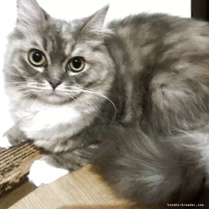 ID:2502-00487の子猫