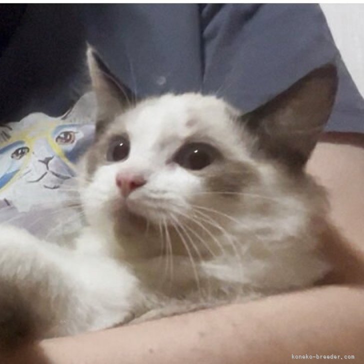 ブリーダー画像