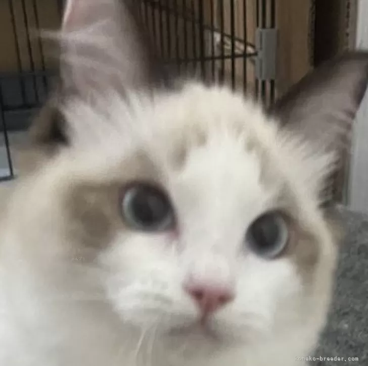 ID:2412-01136の子猫