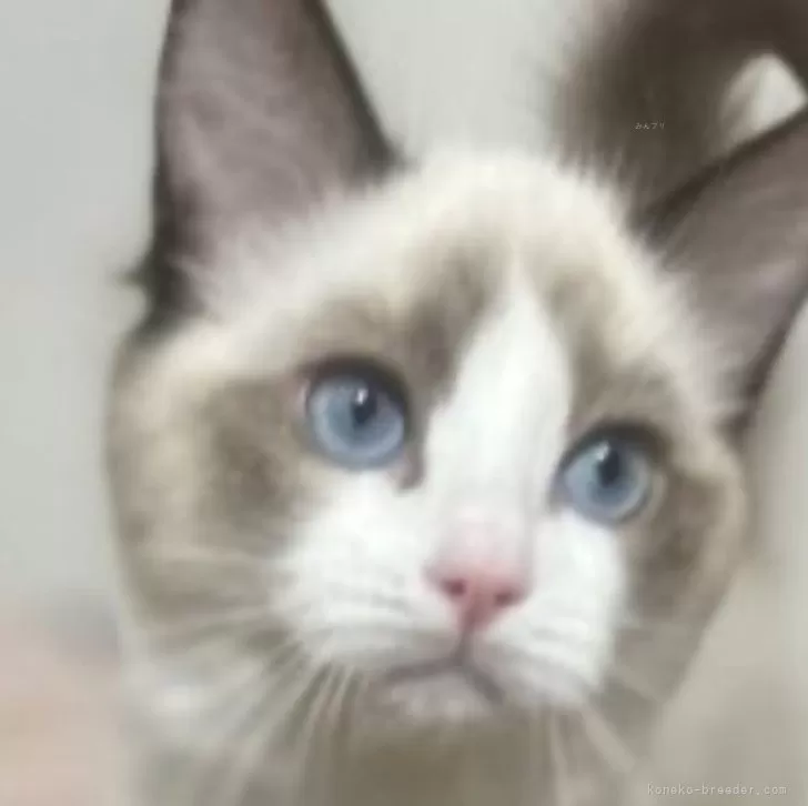 ID：2412-01536の子猫