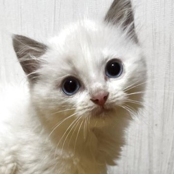 ラグドール【千葉県・女の子・2025年7月4日・シールポイントバイカラー（長毛）】の写真「美猫★」