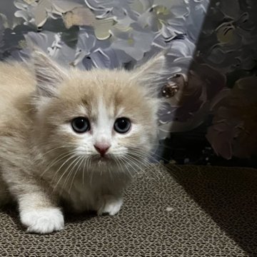 スコティッシュフォールド(立ち耳)【千葉県・男の子・2025年9月7日・クリームホワイト🧋（セミロング）】の写真「超美猫★美しい✨のんびりくん」