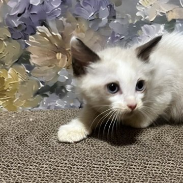 ラグドール【千葉県・男の子・2025年8月30日・シールポイントバイカラー（長毛ロング）】の写真「良血統★大きな瞳👁️外国人系イケメン」