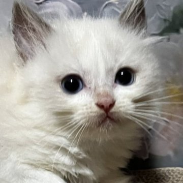 ラグドール【千葉県・女の子・2025年8月24日・シールポイントバイカラー（長毛ロング）】の写真「良血統★箱入娘」