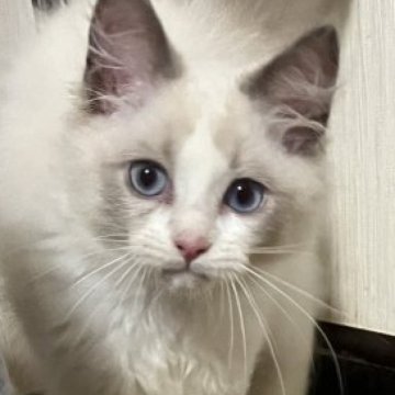 ラグドール【千葉県・男の子・2025年5月5日・ブルーポイントバイカラー💎💎（長毛ロング）】の写真「良血統★男気があるイケメンくん🎥8月20日！」