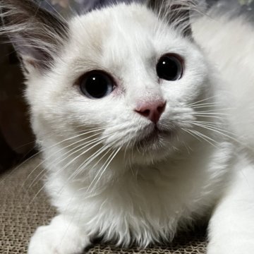 ラグドール【千葉県・男の子・2025年8月24日・シールポイントバイカラー（長毛ロング）】の写真「良血統★優しい甘えん坊くん🐱動画12月10日！」