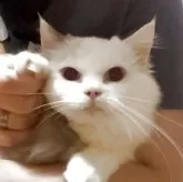 ラグドール【千葉県・女の子・2025年7月4日・シールポイントバイカラー※ブルーカラー寄り】の写真1「お顔の白が多めのレアラグドール🐱お耳のピンク🩷が可愛い🩷🩷」