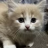 スコティッシュフォールド(立ち耳)