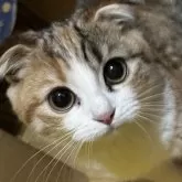 スコティッシュフォールド(折れ耳)