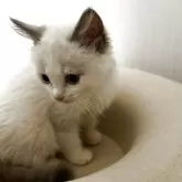 ラグドール【千葉県・女の子・2025年5月5日・ブルーポイントバイカラー】の写真2「白い靴下🧦履いてます＾＾」