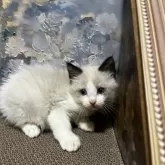 ラグドール【千葉県・男の子・2025年8月24日・シールポイントバイカラー🍫】の写真2「お手手✊がまるっこい🥰」