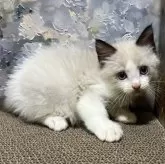 ラグドール【千葉県・男の子・2025年8月24日・シールポイントバイカラー🍫】の写真3「綺麗なバイカラーです💕」