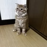 スコティッシュフォールド(折れ耳)【千葉県・男の子・2025年5月27日・レッドタビー茶トラくん♡】の写真3「お口がもってりしてますはーと」