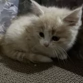 スコティッシュフォールド(立ち耳)【千葉県・男の子・2025年9月7日・クリームホワイト🧋】の写真4「しっぽがしましまでめちゃくちゃ可愛い🩷」