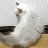 ラグドール【千葉県・女の子・2025年7月4日・シールポイントバイカラー※ブルーカラー寄り】の写真5「ブルーの色は体と尻尾は違い光沢もありとても高貴🫅✨✨」