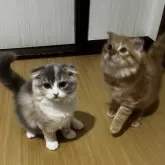 スコティッシュフォールド(折れ耳)【千葉県・男の子・2025年5月27日・レッドタビー茶トラくん♡】の写真6「兄妹の撮影にも飛び入りします笑」