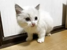 ラグドール【千葉県・男の子・2025年7月4日・シールポイントバイカラー🍫】の写真5「観察力も高めで状況を見ながら行動できます＾＾」