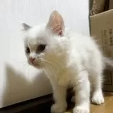 ラグドール【千葉県・女の子・2025年7月4日・シールポイントバイカラー※ブルーカラー寄り】の写真6「誰にでも優しい子です☺️」