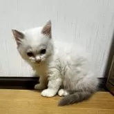 ラグドール【千葉県・女の子・2025年7月4日・シールポイントバイカラー※ブルーカラー寄り】の写真7「まだお顔は子供ですがこれから美形とふわふわな可愛い両方🩷のお顔になると思います！」