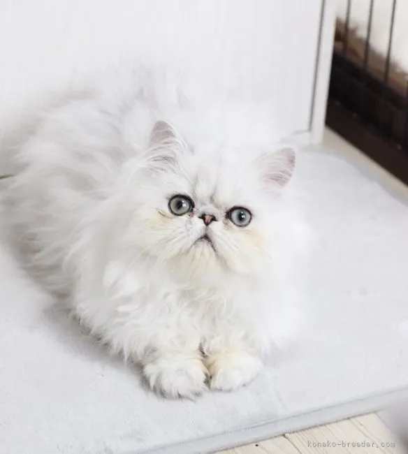 ID：2201-01374の子猫