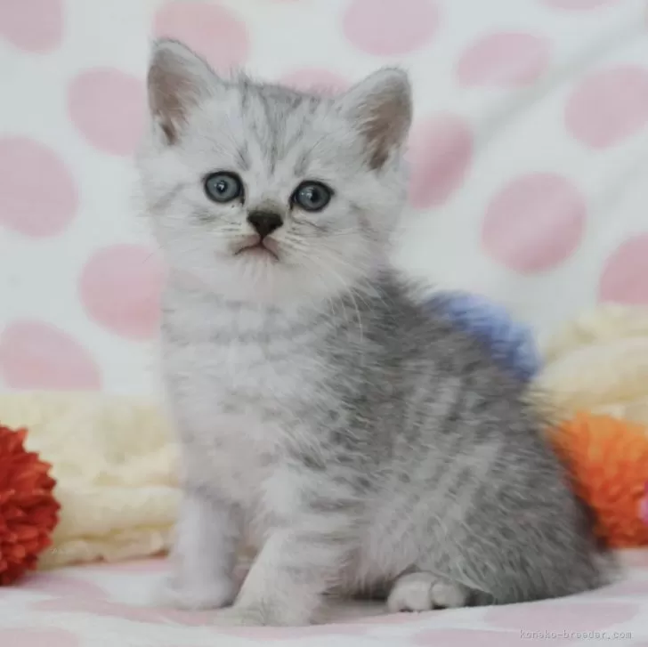 ID：2404-01451の子猫