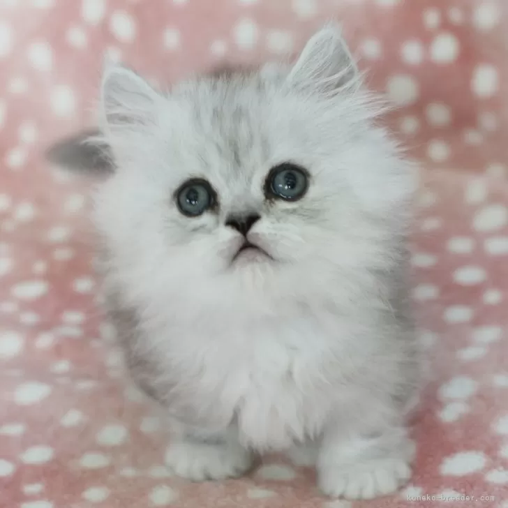 ID:2407-03392の子猫