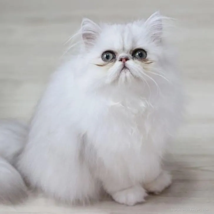 ID：2207-00412の子猫