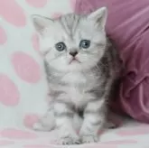 ミヌエット(長足)【愛知県・女の子・2024年3月1日・シルバータビー】の写真1