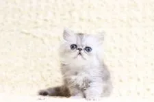 ペルシャ(チンチラ)【愛知県・男の子・2019年5月6日・シェーデッドシルバー】の写真2