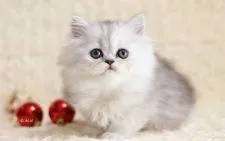 ペルシャ(チンチラ)【愛知県・女の子・2018年10月19日・シェーデッドシルバー】の写真3