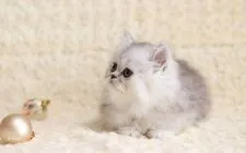 ペルシャ(チンチラ)【愛知県・女の子・2018年10月19日・シェーデッドシルバー】の写真5