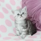 ミヌエット(長足)【愛知県・女の子・2024年3月1日・シルバータビー】の写真5