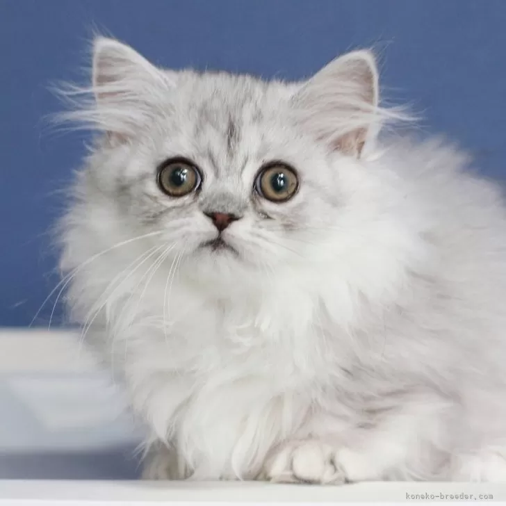 ID：2504-01748の子猫