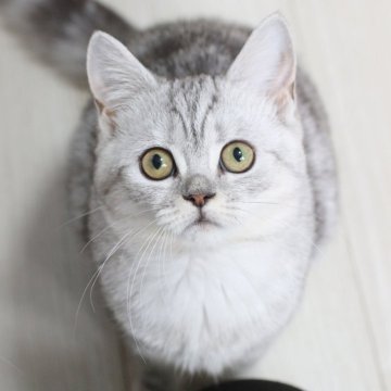 ミヌエット(長足)【愛知県・女の子・2025年1月17日・シルバータビー（短毛）】の写真「凛々しいお顔の美人さん♥️」