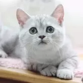 ミヌエット(長足)