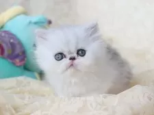 エキゾチックショートヘア【愛知県・男の子・2025年12月3日・シルバータビー&ホワイト】の写真4