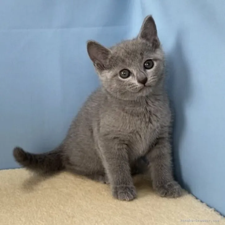 ID：2303-02693の子猫