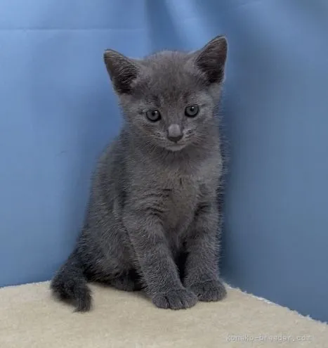 かず 様のお迎えした子猫