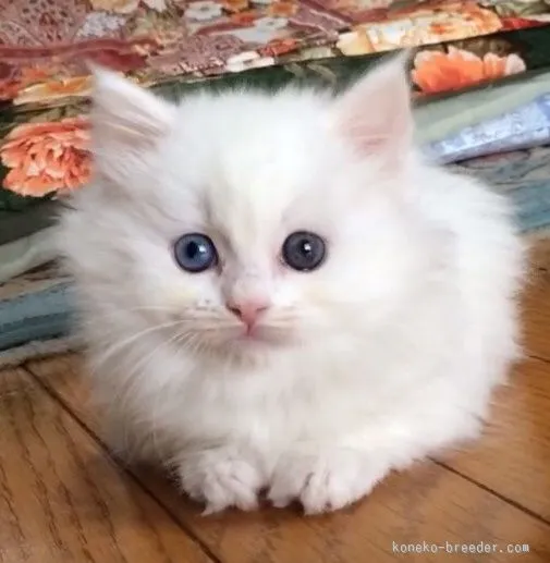 ID：1601-00260の子猫
