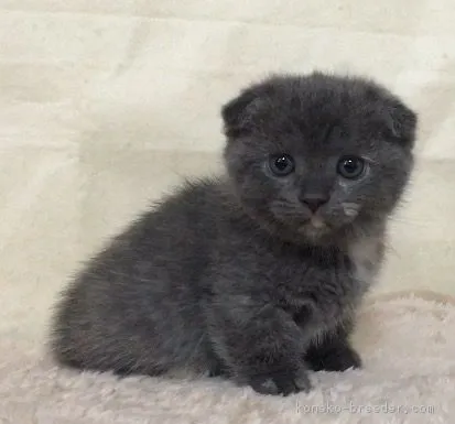 ID:1611-00933の子猫