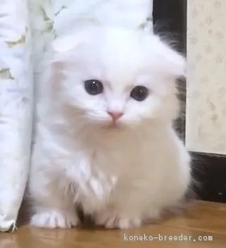 ゆっけ.ℹ︎ 様のお迎えした子猫