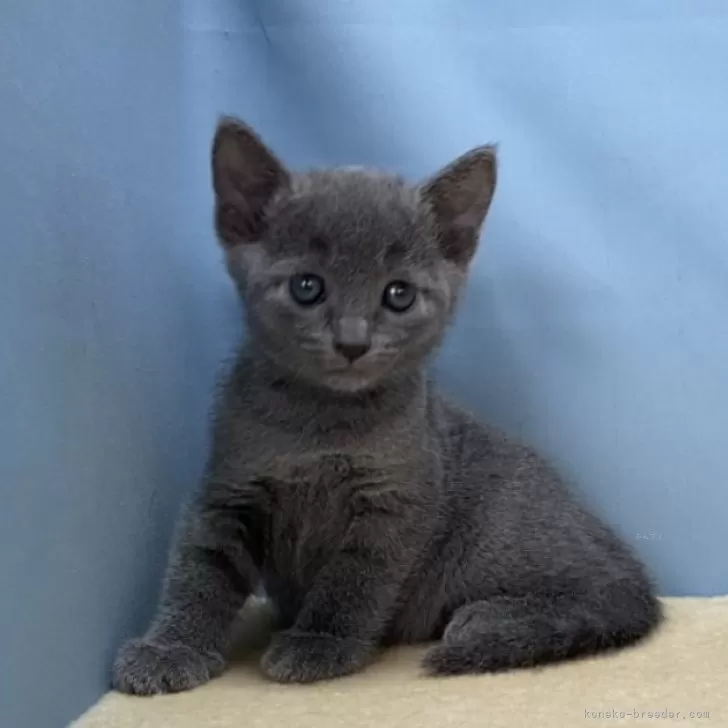 ID:2410-00613の子猫
