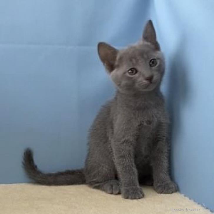 ロシアンブルー 群馬県 女の子 22年5月14日 ブルー カワイイ女の子です みんなの子猫ブリーダー 子猫id 27