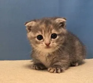 ID:1904-00617の子猫